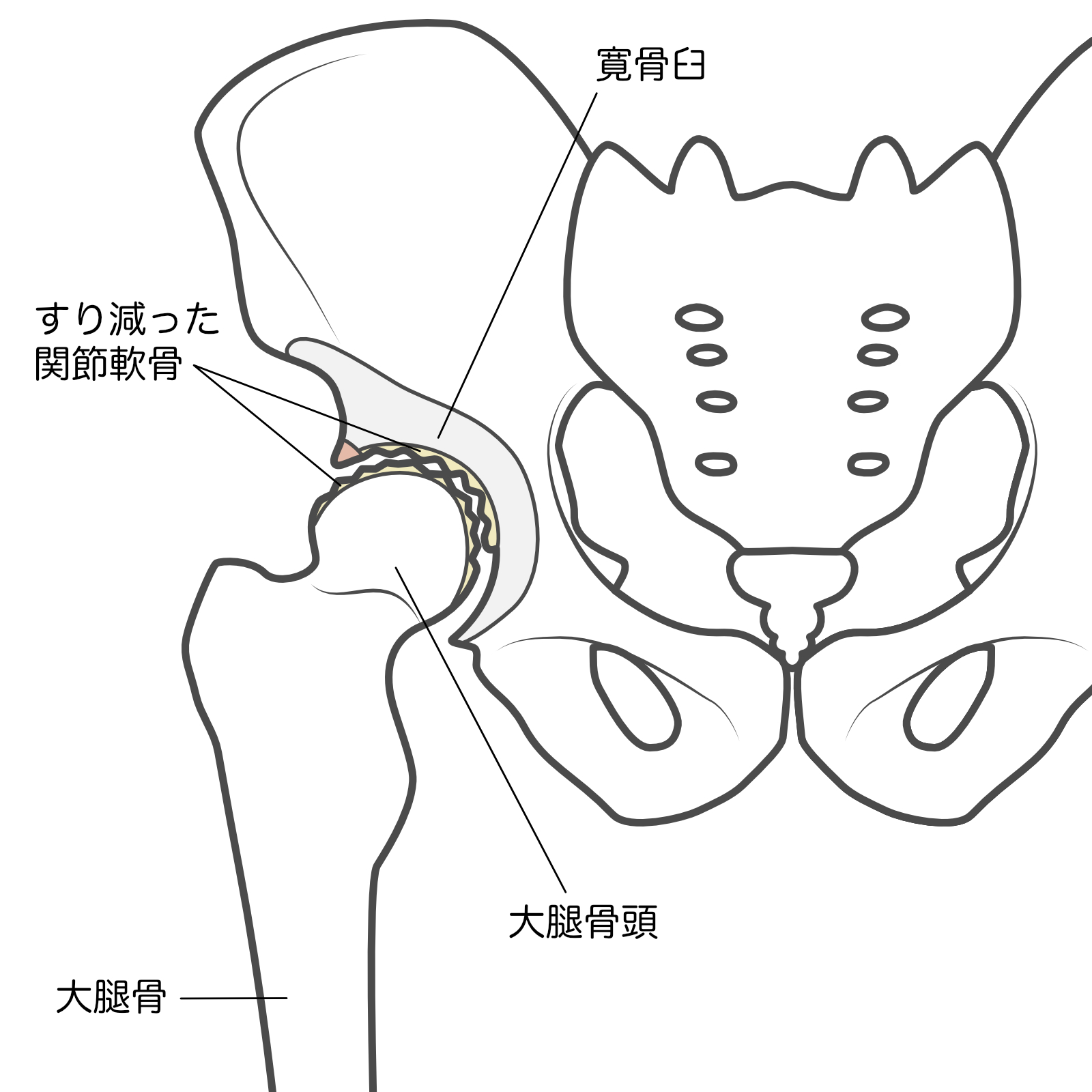 股関節のイメージ